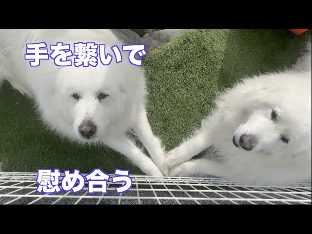 怒られてお互いを慰めあうグレートピレニーズ