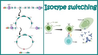 Isotype switching | class switching recombination | Antibody class switching | antibody diversity