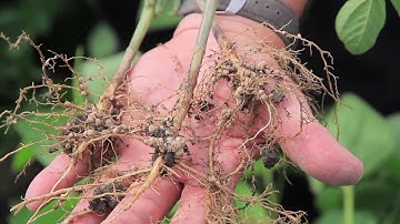 Nodulation in soybean | Dow Seeds Canada
