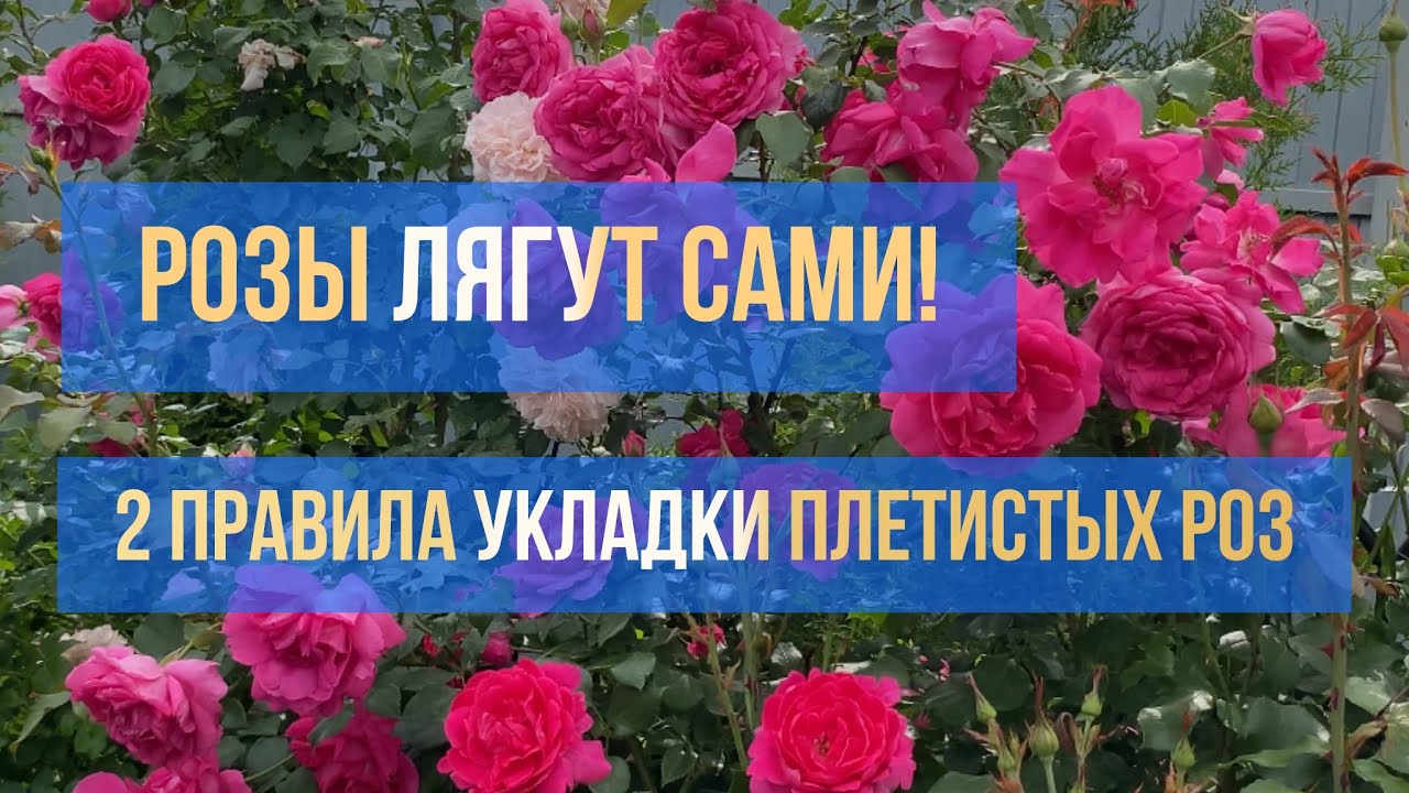 Розы лягут сами! 2 правила укладки плетистых роз. (Урал, 2-3 зона)