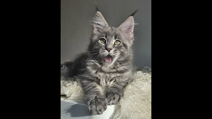 Video 7205411: mainecoon catlover kitty, mainecoon cats catlover, mainecoon cutekitten, maine coon cat