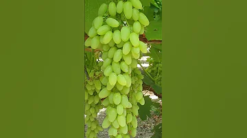 Century Raisin Description Mp4 Shorts Tiktok Garden Gardening News Humor Cottage Variety 