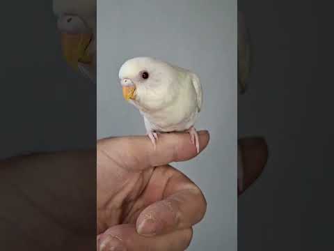 Periquitosaustralianos Albino Manso Lovebirds Pets Birdlovers Parrot Birds Cute Shorts
