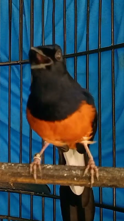 suara burung murai batu GACOR ISIAN ISTIMEWA