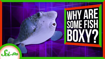 How Does a Box-Shaped Fish Swim?