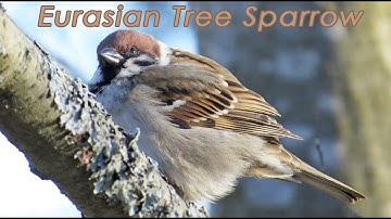 Eurasian Tree Sparrow