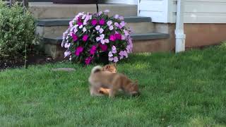 Shiba Inu Puppies For Sale