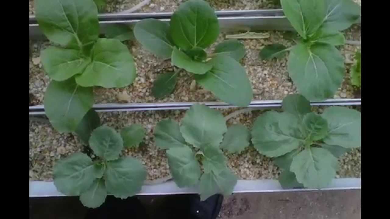 GRAVEL HYDROPONICS YouTube