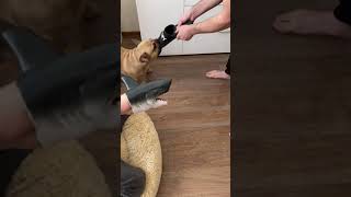 French Bulldog Puppy Training Tip