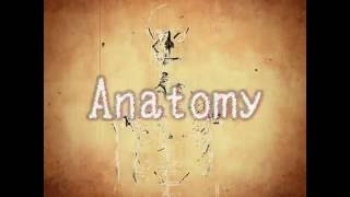 Anatomy