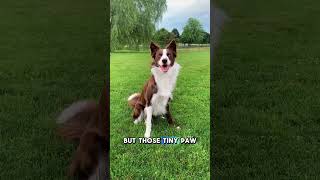 Do Dogs Really Not Sweat?