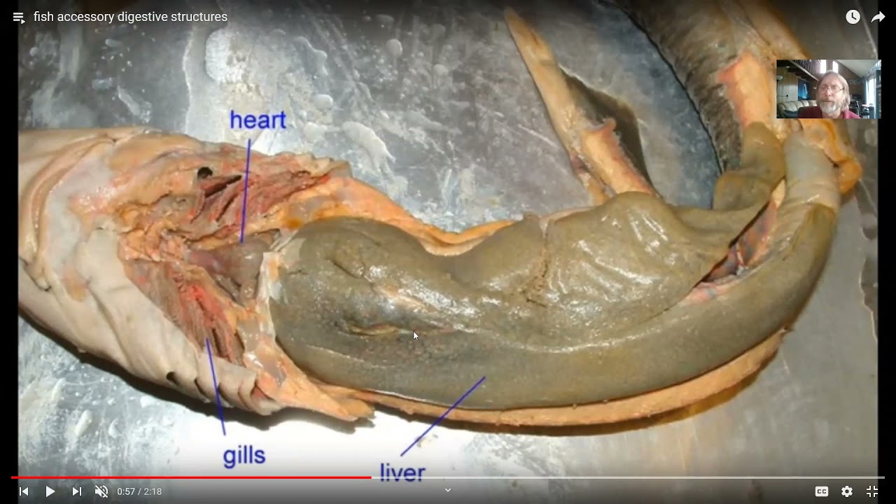 Vertebrate Digestive Systems 2
