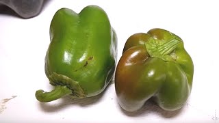 How To Grow Green Bell Peppers In A Pot Using Plastic Bottles At Home From Seeds To Picking