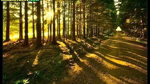 الشيخ محمد الدهاس سورة آل عمران من عام 1433هـــ