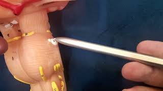 anatomy of brain stem 3rd part / pons