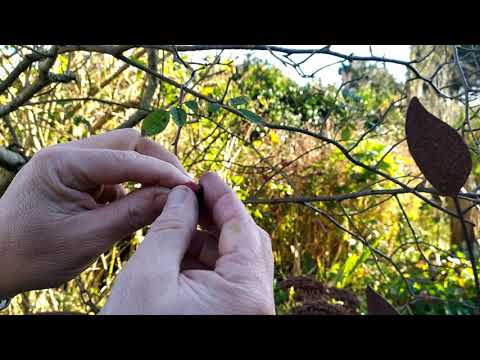 Vidéo: Plantes pour nourrir les oiseaux - Comment faire pousser vos propres graines pour oiseaux