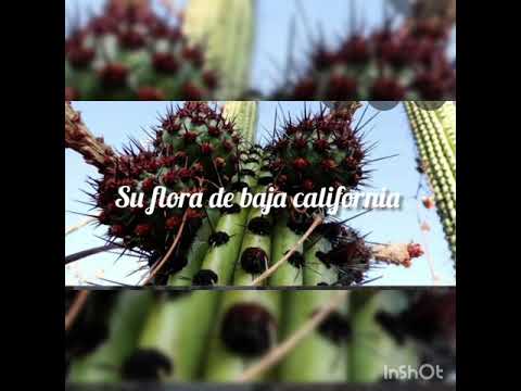 Flora y Fauna de Baja California