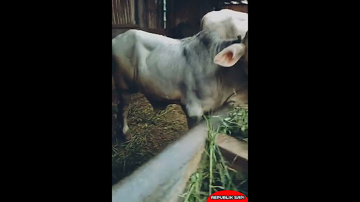 PEDET SAPI PO SUPER SEKALI