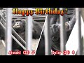 アツシとデイジーの誕生日 茶臼山&宇都宮 チンパンジー Atsushi and Daisy's birthday. Chausuyama &amp; Utsunomiya, Chimpanzee