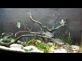 Fishroom update and new grass pickerel