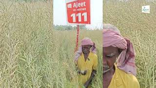 Best hybrid mustard seed | Ajeet Seeds hyb mustard 111 | sarso hybrid seed  | Ajeet seed sarso hyb |