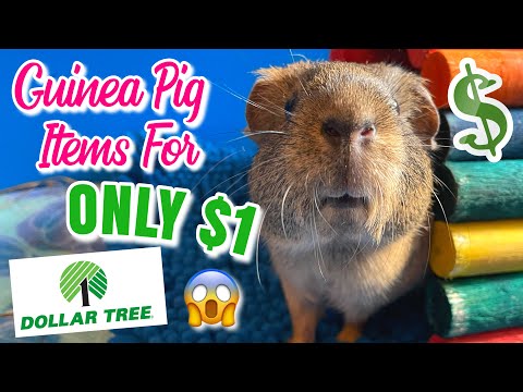 Guinea Pig Supplies At The Dollar Store [ONLY $1]! 