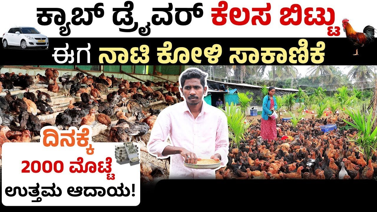 ಕಡಿಮೆ ಬಂಡವಾಳದಲ್ಲಿ 3000 ನಾಟಿ ಕೋಳಿ ಸಾಕಾಣಿಕೆ ಮಾಡುತ್ತಿರುವ ಯುವ ರೈತ | Nati Koli | Country Chicken Farming
