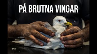 PÅ BRUTNA VINGAR - Trailer by Stockholms Vildfågel Rehab 1,091 views 1 year ago 1 minute