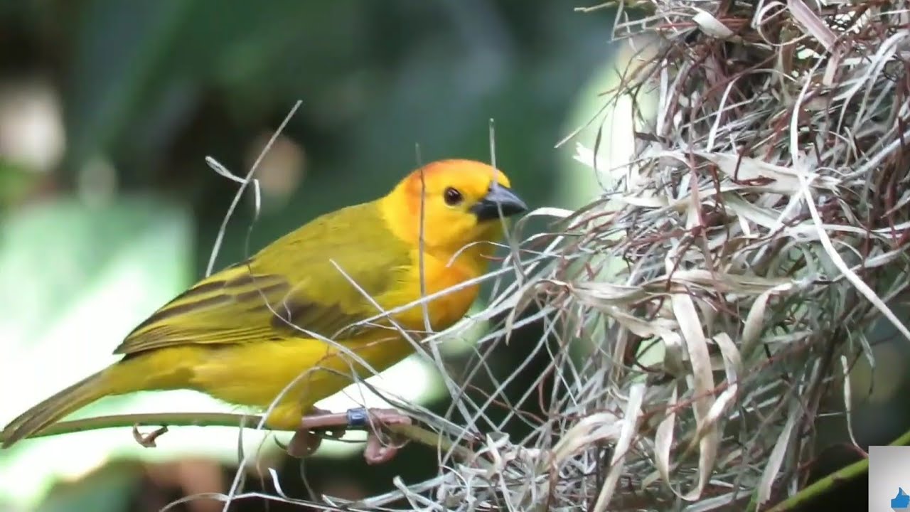 Journey Of My Bird Breeding Farm To The Act Of Benevolence / Enjoying With Exotic Birds.