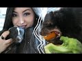 Skunk Diet | Feeding Your Pet Skunk | Pet Care