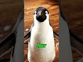 FYI : A Penguin can swim at a speed of ___ and can dive at the depth of _____  #learnbites