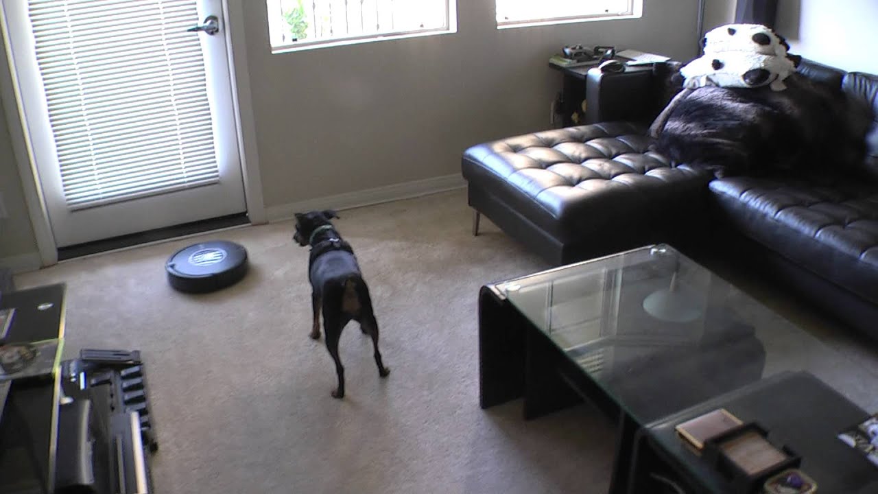 Xiaopang hates Roomba