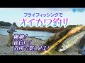 フライフィッシングでオイカワ釣り / Tiemco Fly Fishing JP / ティムコ フライフィッシング