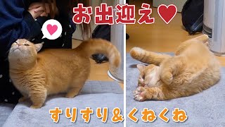 飼い主が帰ってくるとくっつきいも虫になっちゃう短足マンチカンが可愛すぎる