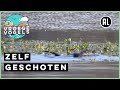 Jagende en spelende otters | Zelf Geschoten | Vroege Vogels