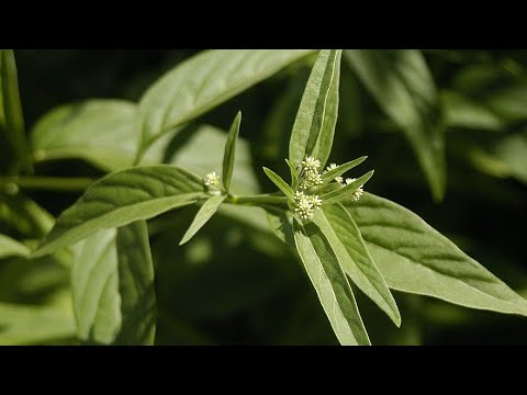 Vídeo: O ginseng é bom para você: o cultivo de ginseng como uma erva medicinal