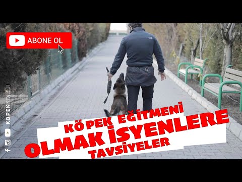 Video: Bir Eğitimci Seçerken Bilmeniz Gereken Köpek Eğitim Jargonu