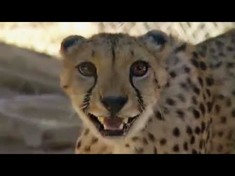 The Big Cat Keeper Goes to Africa | The Zoo Keepers | BBC Earth