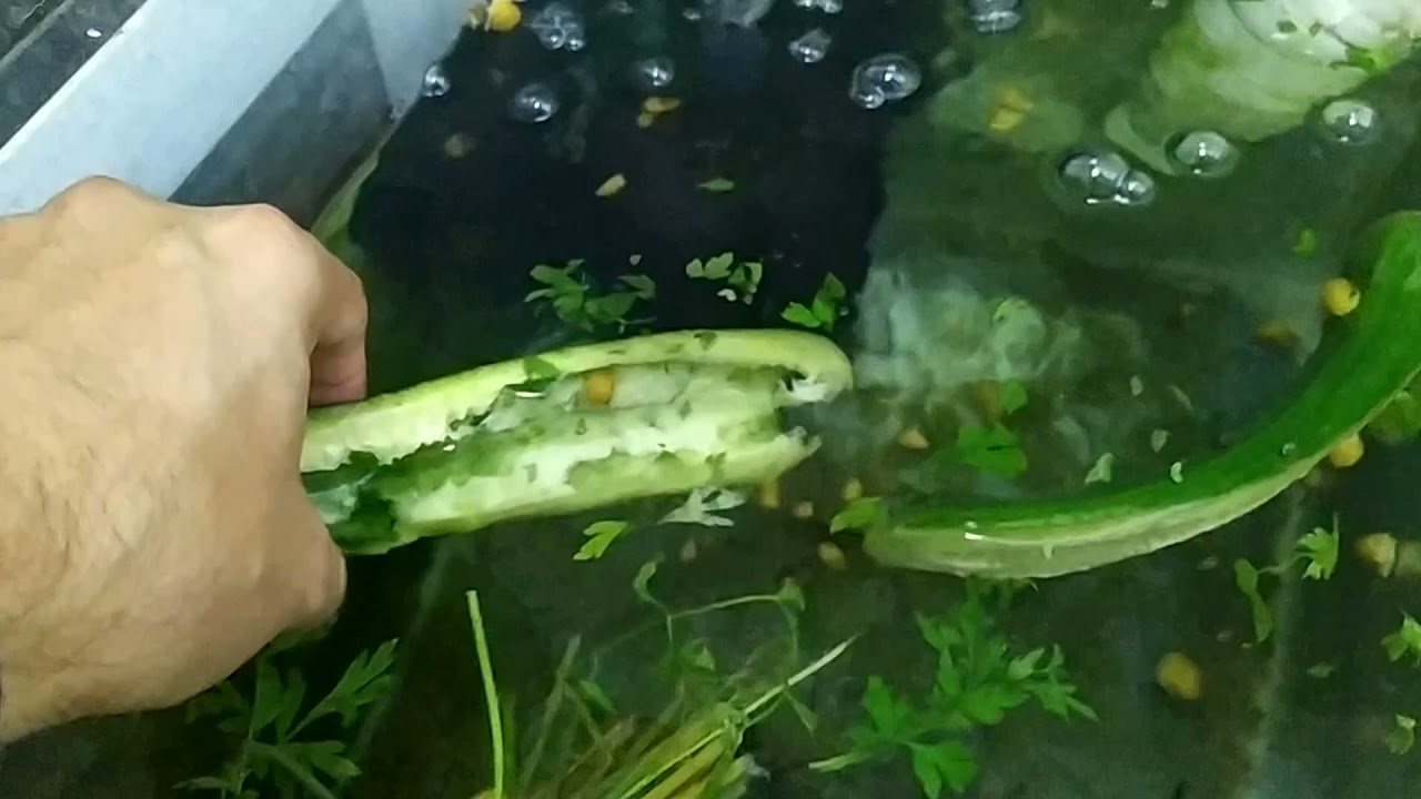 المحافظة على ارواح الاسماك بدون طعام لعدة أيام