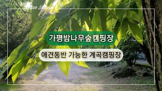 물놀이하기 좋은 계곡 캠핑장 추천 | 가평밤나무숲캠핑장 사이트 비교| 애견동반 캠핑장 | 캠핑요리