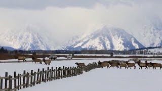 Watch for wildlife on Wyoming roads this winter
