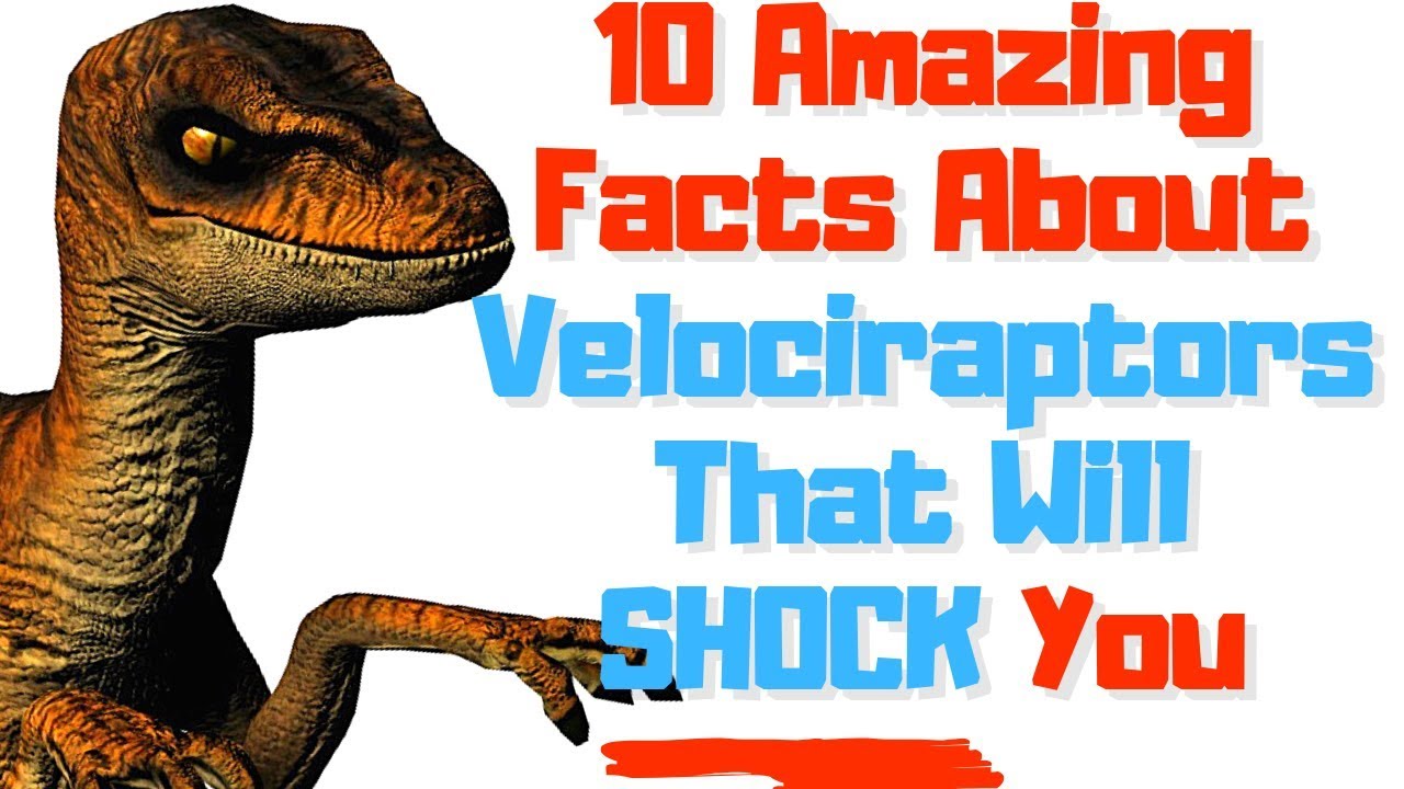 10 Facts about Velociraptor for Kids Documentary  Dinosaur Videos For Kids