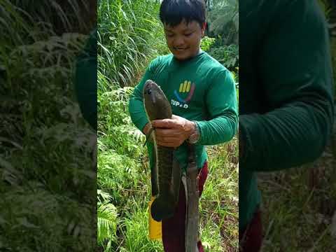 fishing video simpling paraan sa pag huli Ng malaking dalag.