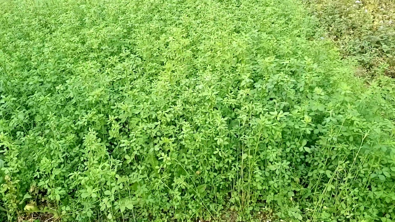 Lucerne grass for goat farm YouTube