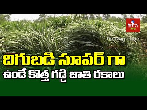 కొత్త గడ్డి జాతి రకాలు  | Quality Fodder for Cattle | Anantapur | hmtv Agri