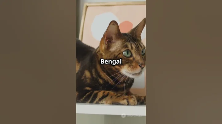 Watch the video about 5 Fascinating Facts About Bengal Cats You&rsquo;ll Love! 🐆💚