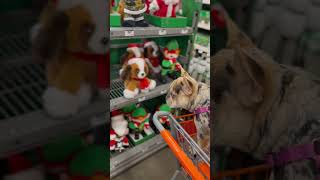 Delilah is looking for Christmas decorations frenchie frenchielife puppy doglover cute viral