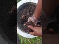caladium  potting #garden #gardenning #caladium #caladiumplant #gardenlover  #plantlover #ytshorts