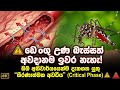 ඩෙංගු උණ බැස්සත් අවදානම ඉවර නැහැ! ඔබ නොදන්නා "තීරණාත්මක අවධිය" | Dengue Critical Phase ⚠️