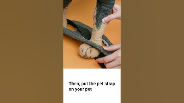 How to Use the Pet Strap Mount   Insta360 GO 2 Tutorial #shorts